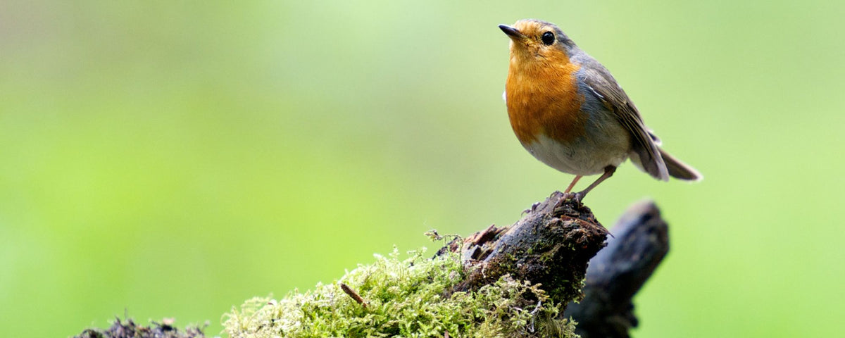 a robin