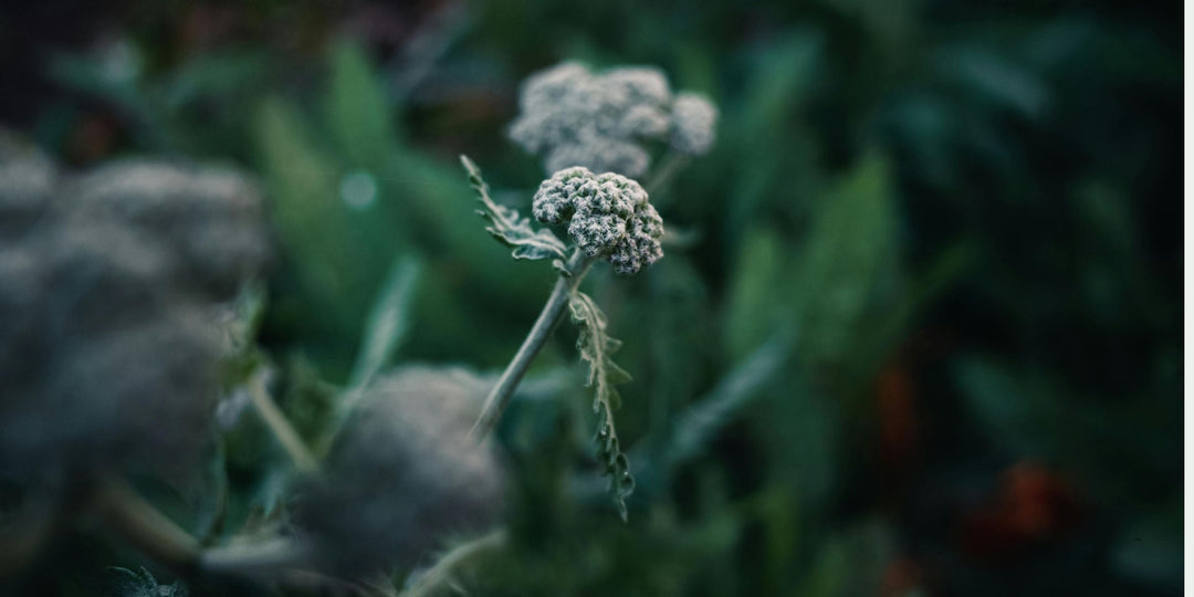 a single yarrow flower in focus with surrounding greenery