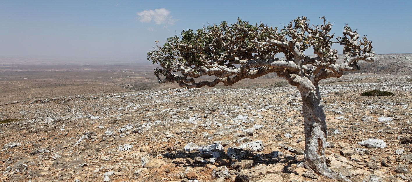 Apothecary Glossary: F is for Frankincense - Raven Botanicals