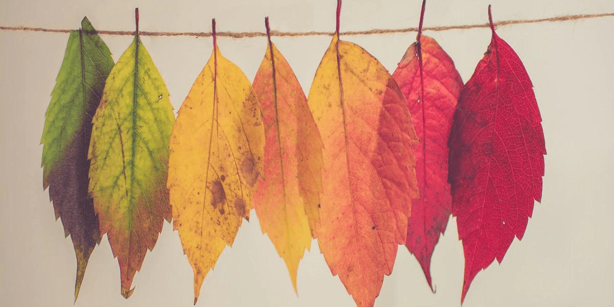 Autumn is here... - Raven Botanicals