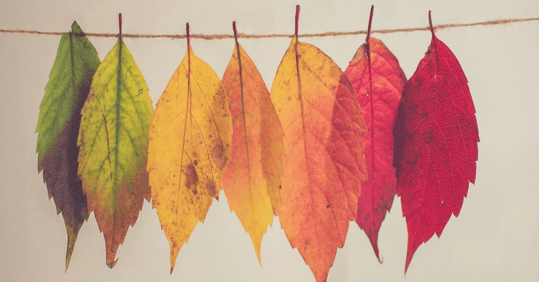 Autumn is here... - Raven Botanicals
