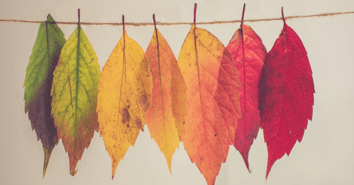 Autumn is here... - Raven Botanicals