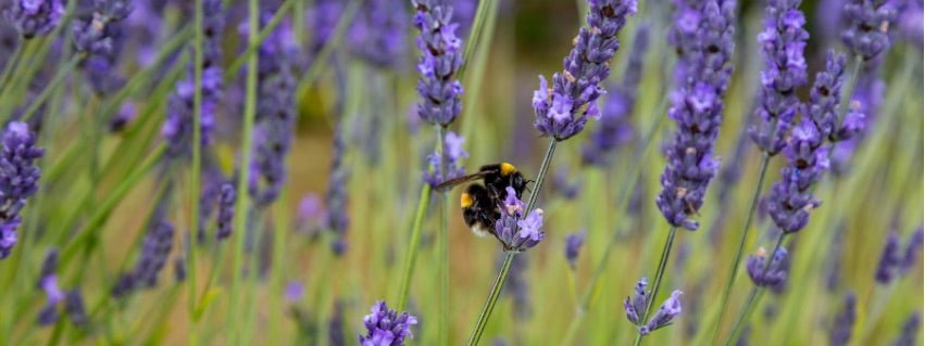 Bee Friendly Botanicals - Raven Botanicals