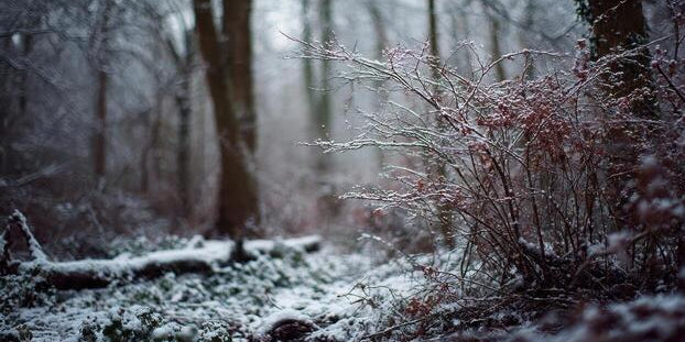 Embracing Stillness: Winter Skin Barrier Repair - Raven Botanicals