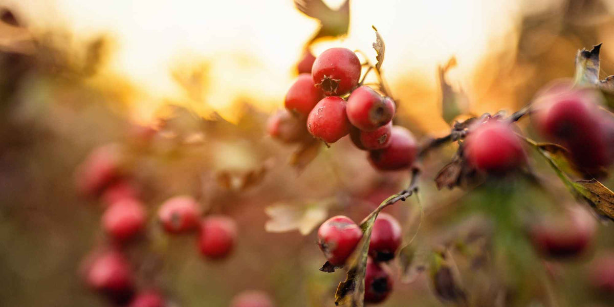 How to Use Rose Hip Seed Oil in Your Skincare Routine - Raven Botanicals