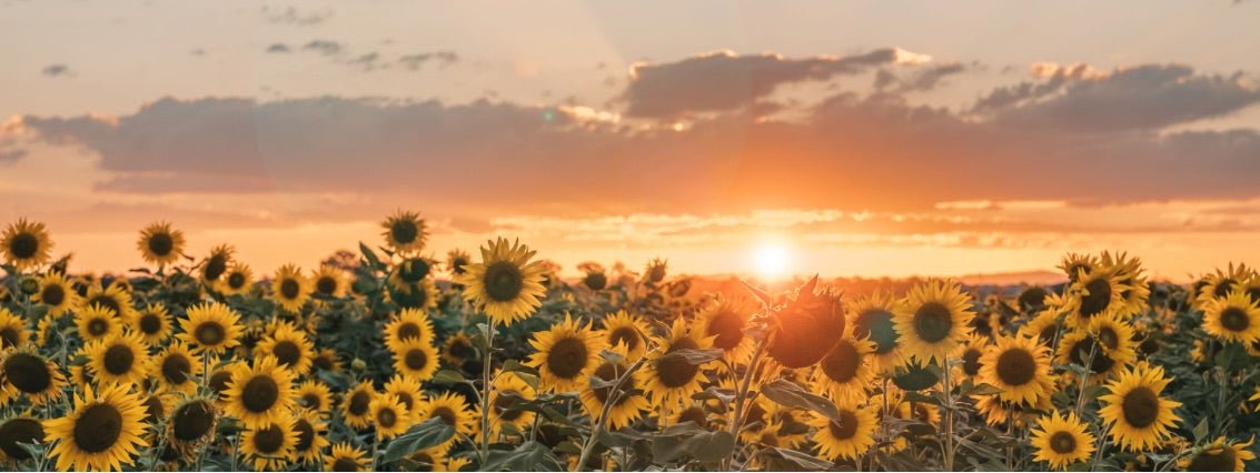 LITHA :: A Neolithic Celebration of Midsummer - Raven Botanicals