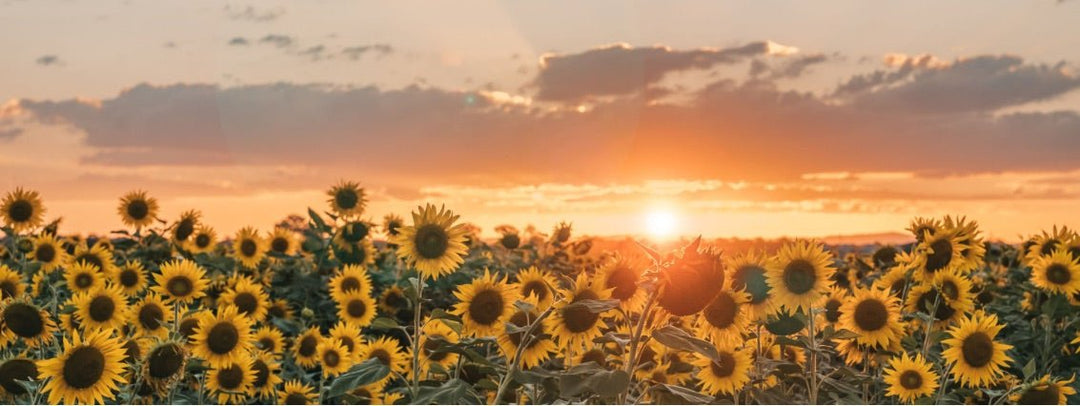 LITHA :: A Neolithic Celebration of Midsummer - Raven Botanicals