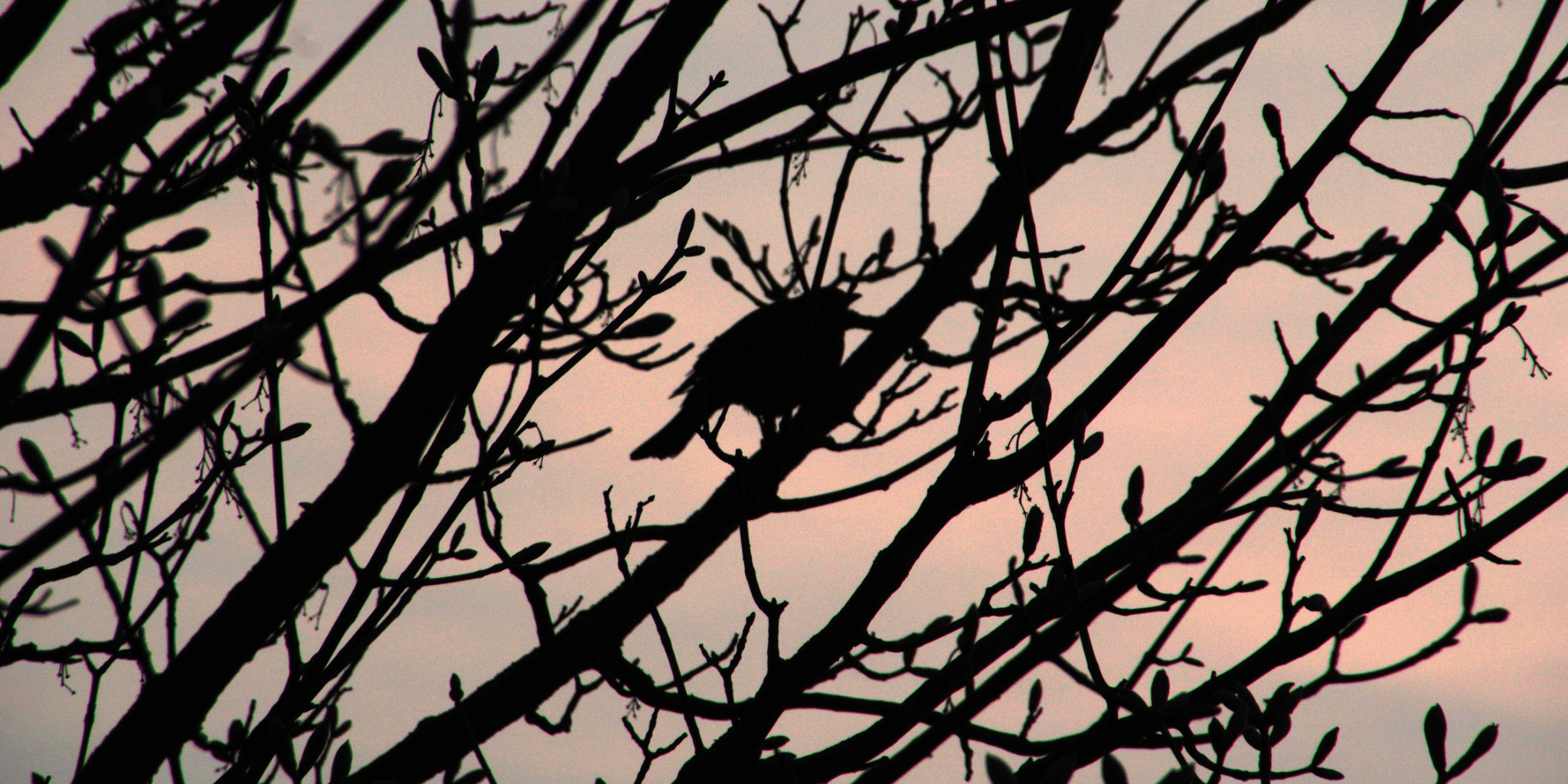 Nature’s Oldest Wake-Up Call - Raven Botanicals