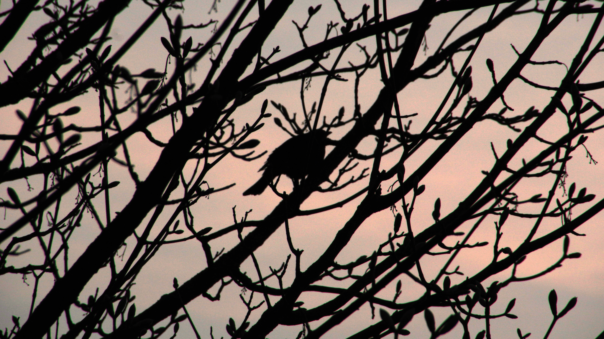 Nature’s Oldest Wake-Up Call - Raven Botanicals
