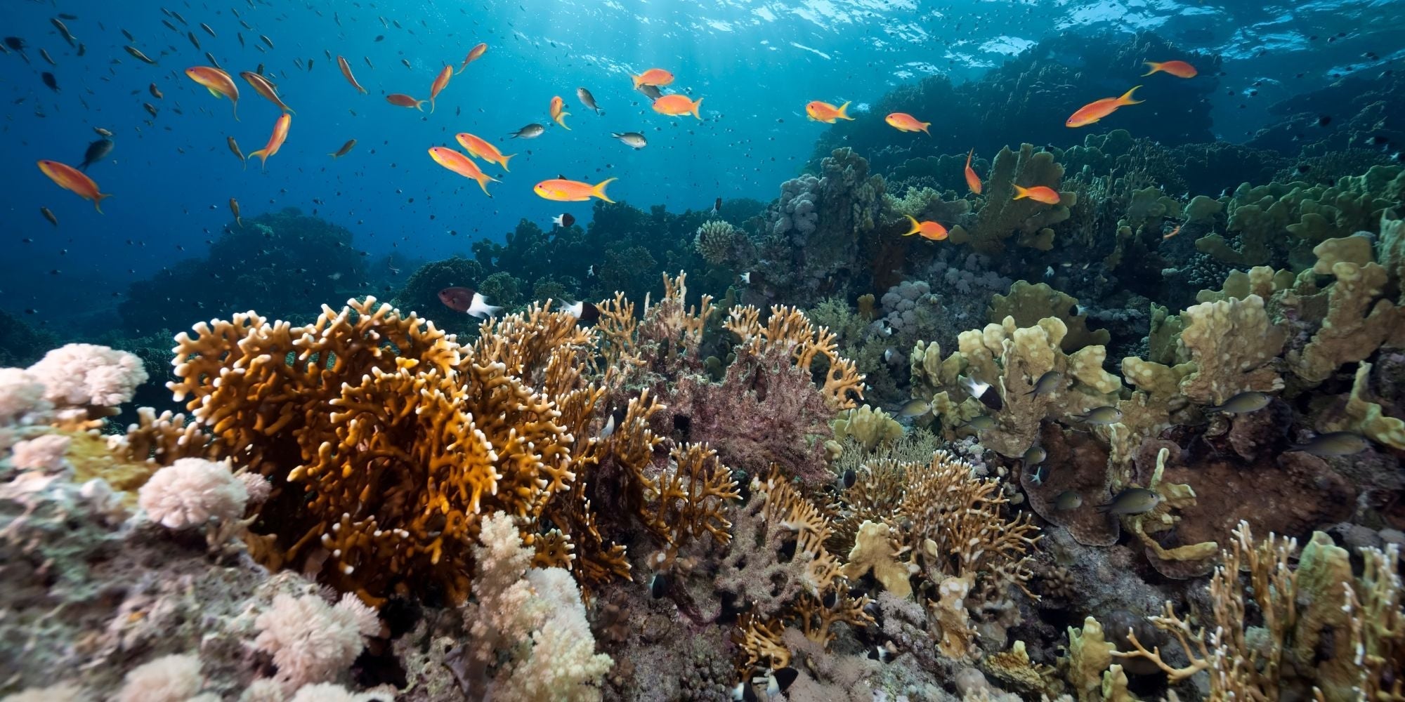 Ocean Friendly Skincare: How to Protect the Sea While Caring for Your Skin - Raven Botanicals