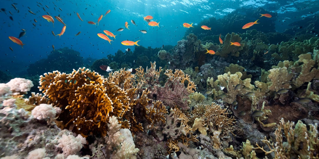 Ocean Friendly Skincare: How to Protect the Sea While Caring for Your Skin - Raven Botanicals