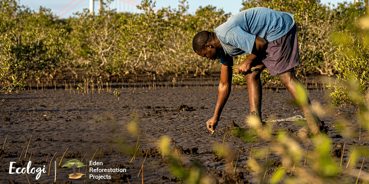 One tree planted for every product we sell. - Raven Botanicals
