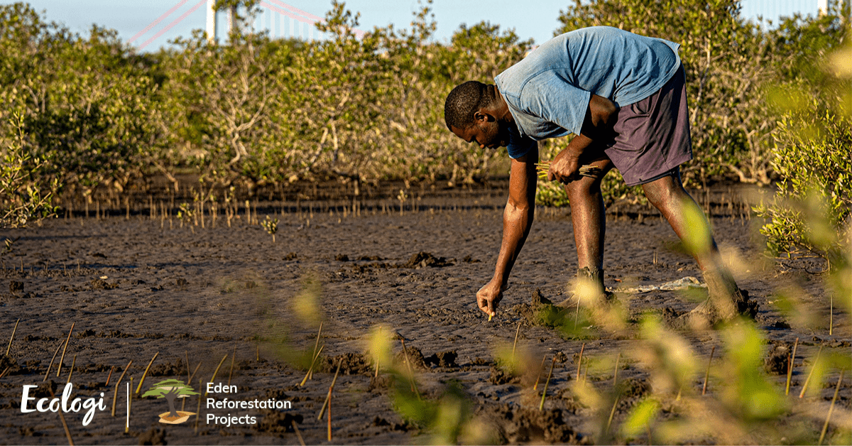 One tree planted for every product we sell. - Raven Botanicals
