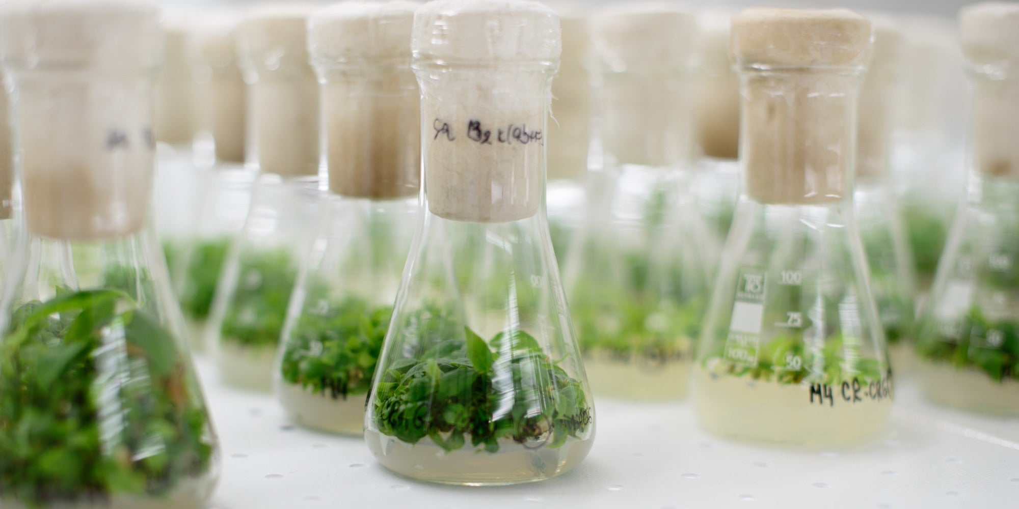 Scottish Skincare: A Modern Approach to Plants, Science and Sustainability - Raven Botanicals