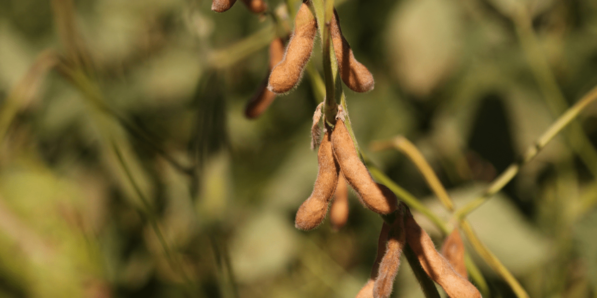 Soy Free Skincare - Raven Botanicals