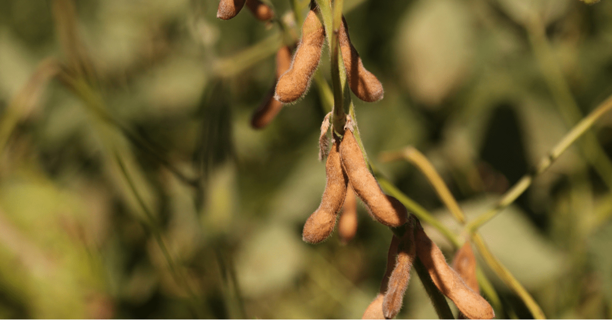 Soy Free Skincare - Raven Botanicals
