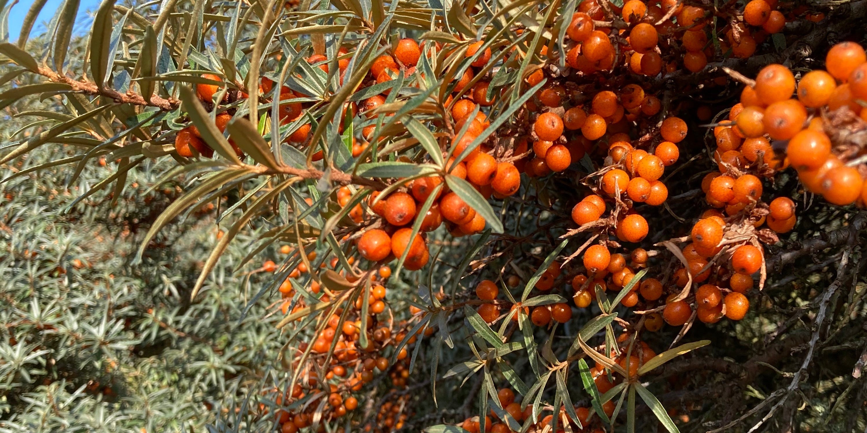 Special Edition Scottish Sea Buckthorn Oil - Raven Botanicals