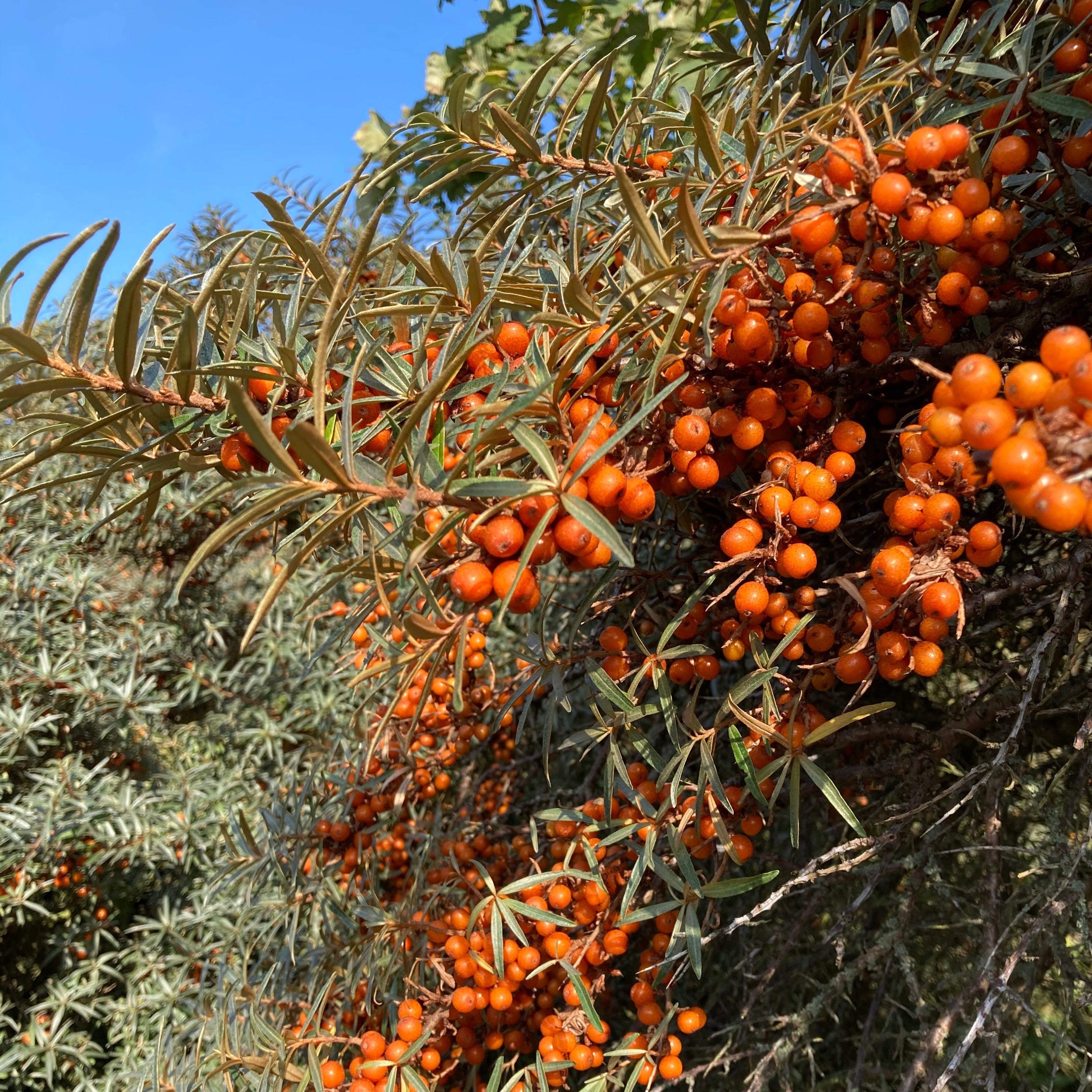 Special Edition Scottish Sea Buckthorn Oil - Raven Botanicals