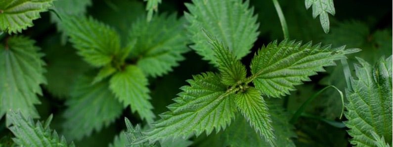 The Wild Nettle in Skincare - Raven Botanicals