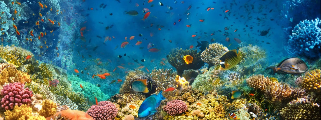 Ocean Friendly Skincare