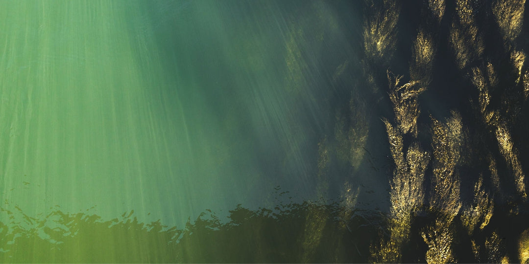 seaweed or marine algae in the sea