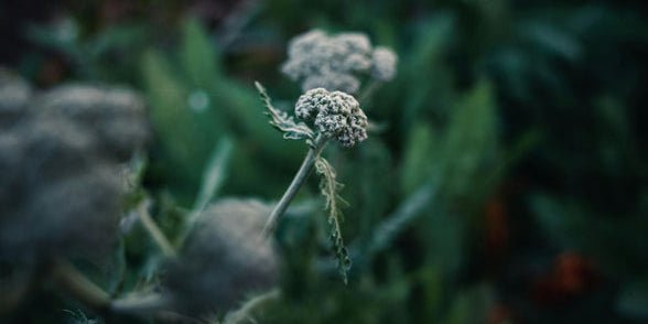 Yarrow in Skincare: Natural Healing for Inflammation and Redness - Raven Botanicals
