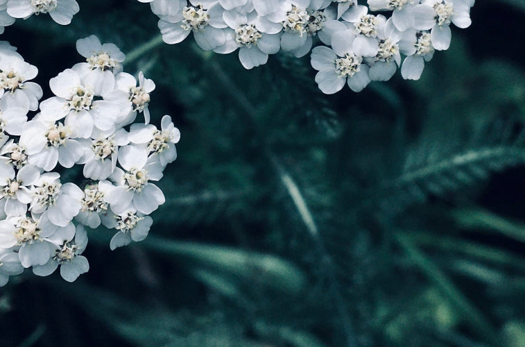 Yarrow, an ingredient used by Scottish skincare brand Raven Botanicals.